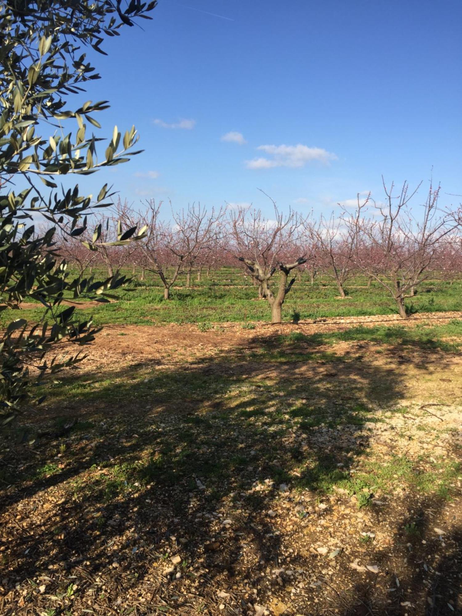 Masseria Gravelle Turi Esterno foto